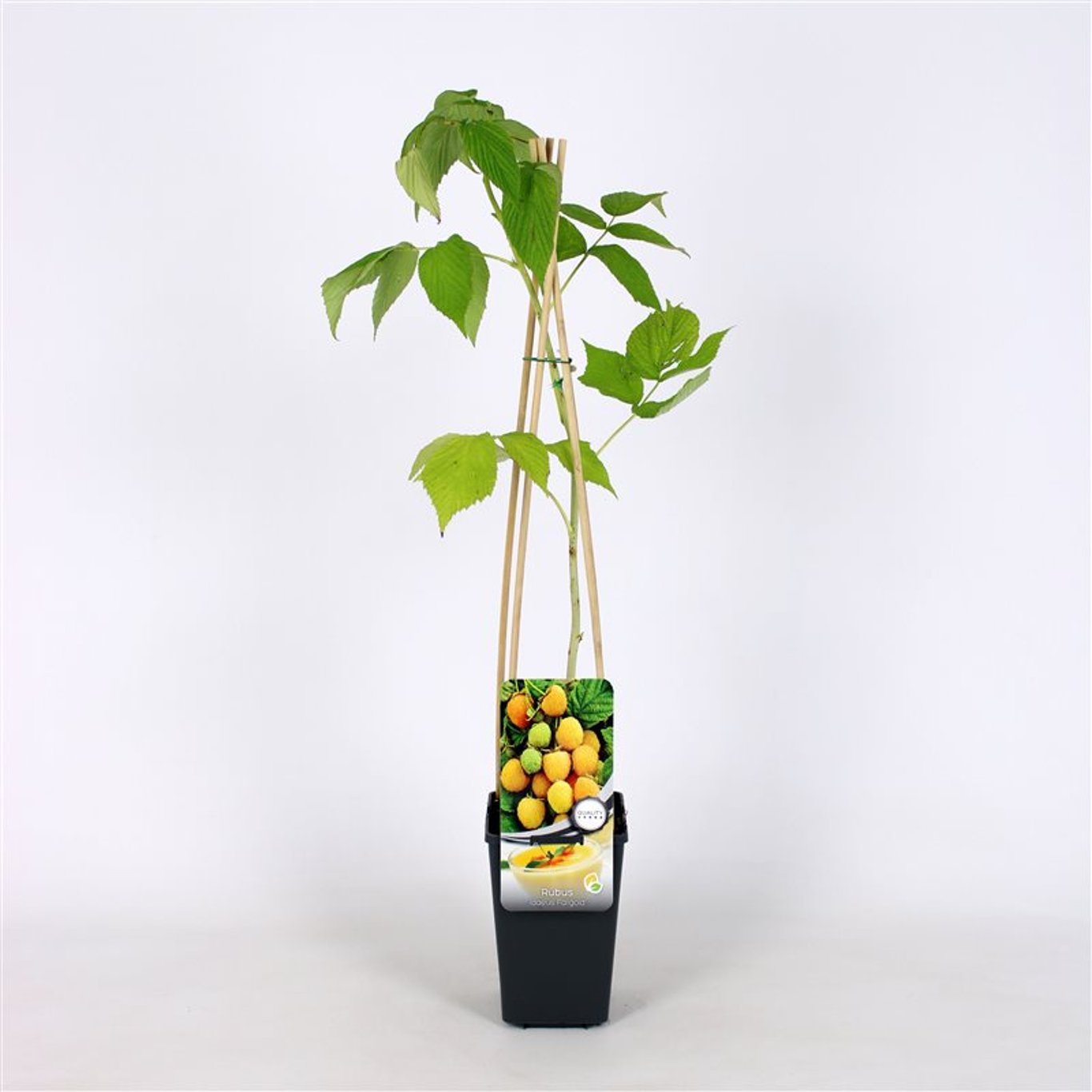 Rubus idaeus 'Fallgold' - C2 70/+ CM